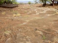 Observation area for the Puako petroglyphs is on the left