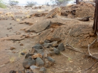 The Puako petroglyphs, figure carvings on slanted surfaces