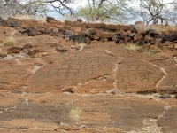 Groups of stick figures, the Puako petroglyphs