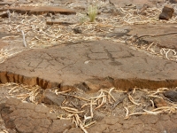 A pair of figures, the Puako petroglyphs