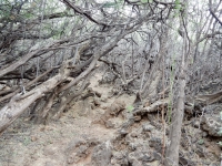 On the trail to the Puako petroglyphs, thick with kiawe trees, a species of mesquite that is invasive but ubiquitous