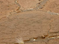 Figures, the Puako petroglyphs