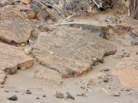 Densely carved figures, the Puako petroglyphs