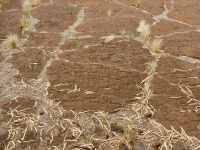 The Puako petroglyph field is crowded with closely spaced anthropomorphic figures