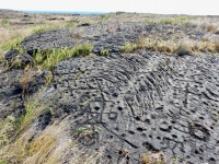 A field of cupules and some anthropomorphic figures at the Pu`u Loa petroglyph site, ⁨Hawai‘i Volcanoes National Park⁩