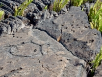 Circle and cupules, Pu`u Loa petroglyphs, Hawai‘i Volcanoes National Park Circle and cupules, Pu`u Loa petroglyphs, Hawai‘i Volcanoes National Park