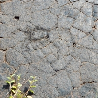 Symbol, Pu`u Loa petroglyphs, Hawai‘i Volcanoes National Park Symbol, Pu`u Loa petroglyphs, Hawai‘i Volcanoes National Park