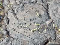 Cupules, Pu`u Loa petroglyphs, Hawai‘i Volcanoes National Park Cupules, Pu`u Loa petroglyphs, Hawai‘i Volcanoes National Park