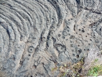 Anthropomorphs, circles and cupules, Pu`u Loa petroglyphs, Hawai‘i Volcanoes National Park Anthropomorphs, circles and cupules, Pu`u Loa petroglyphs, Hawai‘i Volcanoes National Park