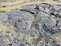 Lots of cupules, Pu`u Loa petroglyphs, ⁨Hawai‘i Volcanoes National Park⁩