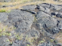 Lots of cupules, Pu`u Loa petroglyphs, Hawai‘i Volcanoes National Park Lots of cupules, Pu`u Loa petroglyphs, Hawai‘i Volcanoes National Park