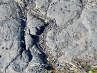 Cupules and symbols, Pu`u Loa petroglyphs, Hawai‘i Volcanoes National Park Cupules and symbols, Pu`u Loa petroglyphs, Hawai‘i Volcanoes National Park
