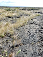 Complex symbols and cupules, Pu`u Loa petroglyphs, ⁨Hawai‘i Volcanoes National Park⁩