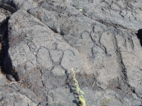 Figures, Pu`u Loa petroglyphs, ⁨Hawai‘i Volcanoes National Park⁩