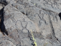 Figures, Pu`u Loa petroglyphs, Hawai‘i Volcanoes National Park Figures, Pu`u Loa petroglyphs, Hawai‘i Volcanoes National Park