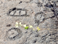 Symbols, Pu`u Loa petroglyphs, ⁨Hawai‘i Volcanoes National Park⁩