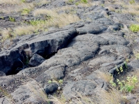Various carvings out in the fields, Pu`u Loa petroglyphs, ⁨Hawai‘i Volcanoes National Park⁩
