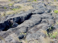 Various carvings out in the fields, Pu`u Loa petroglyphs, Hawai‘i Volcanoes National Park Various carvings out in the fields, Pu`u Loa petroglyphs, Hawai‘i Volcanoes National Park