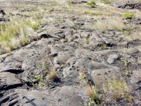 Scattered cupules, Pu`u Loa petroglyphs, ⁨Hawai‘i Volcanoes National Park⁩