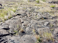 Scattered cupules, Pu`u Loa petroglyphs, Hawai‘i Volcanoes National Park Scattered cupules, Pu`u Loa petroglyphs, Hawai‘i Volcanoes National Park