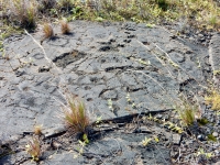 Circles and figures, Pu`u Loa petroglyphs, Hawai‘i Volcanoes National Park Circles and figures, Pu`u Loa petroglyphs, Hawai‘i Volcanoes National Park