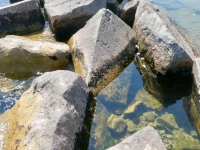 Dog, EJ, JD, HP, Jack, OH. Chicago lakefront stone carvings, south of La Rabida Hospital. 2023 Dog, EJ, JD, HP, Jack, OH. Chicago lakefront stone carvings, south of La Rabida Hospital. 2023