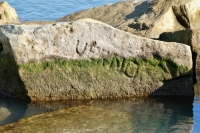 Verno, detail. Chicago lakefront stone carvings, south of La Rabida Hospital. 2021 Verno, detail. Chicago lakefront stone carvings, south of La Rabida Hospital. 2021