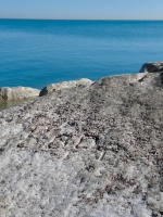 Boov(?). Chicago Lakefront stone carvings, south of La Rabida Hospital. 2025 Boov(?). Chicago Lakefront stone carvings, south of La Rabida Hospital. 2025