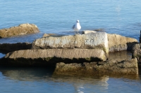 T.D., undeciphered letters. Chicago lakefront stone carvings, south of La Rabida Hospital. 2021 T.D., undeciphered letters. Chicago lakefront stone carvings, south of La Rabida Hospital. 2021