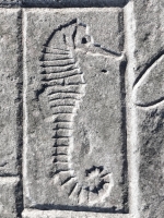 Sea horse, from 12-panel carving. Chicago Lakefront stone carvings, south of La Rabida Hospital. 2025 Sea horse, from 12-panel carving. Chicago Lakefront stone carvings, south of La Rabida Hospital. 2025