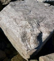 Unfinished head, 40, 92. Chicago Lakefront stone carvings, south of La Rabida Hospital. 2025 Unfinished head, 40, 92. Chicago Lakefront stone carvings, south of La Rabida Hospital. 2025
