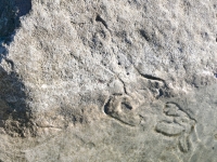 Priapic figure (submerged) and partial female figure. Chicago Lakefront stone carvings, south of La Rabida Hospital. 2025 Priapic figure (submerged) and partial female figure. Chicago Lakefront stone carvings, south of La Rabida Hospital. 2025
