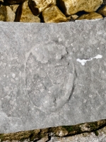 Possibly an incomplete face. Chicago Lakefront stone carvings, south of La Rabida Hospital. 2023 Possibly an incomplete face. Chicago Lakefront stone carvings, south of La Rabida Hospital. 2023