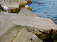 HOM/INS. Chicago lakefront stone carvings, Rainbow Beach jetty. 2022 HOM/INS. Chicago lakefront stone carvings, Rainbow Beach jetty. 2022