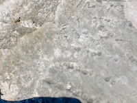 Profile with turban. Chicago lakefront stone carvings, Rainbow Beach jetty. 2022