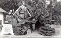 Entrance log at Trees of Mystery Park, Redwood Highway, California, postcard Entrance log at Trees of Mystery Park, Redwood Highway, California, postcard