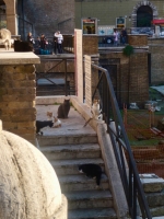 Cats at Largo di Torre Argentina