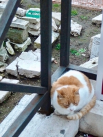 Largo di Torre Argentina cat