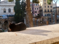 Largo di Torre Argentina cat