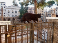 Largo di Torre Argentina cats