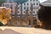 Largo di Torre Argentina cats