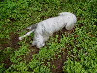 Rosehill dog grave marker