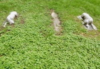 Rosehill dog grave markers