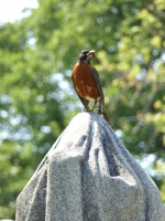 Rosehill: Heroic robin