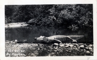 The Gator, by Hayden, postcard