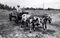 Ox Cart,  St. Ignace, Michigan, postcard