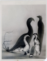Bird-shaped yams, Clinton, Ohio, press photo