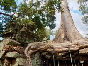 Ta Prohm, 12th-13th century, Siem Reap