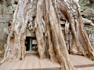 Ta Prohm, 12th-13th century, Siem Reap