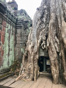 Ta Prohm, 12th-13th century, Siem Reap